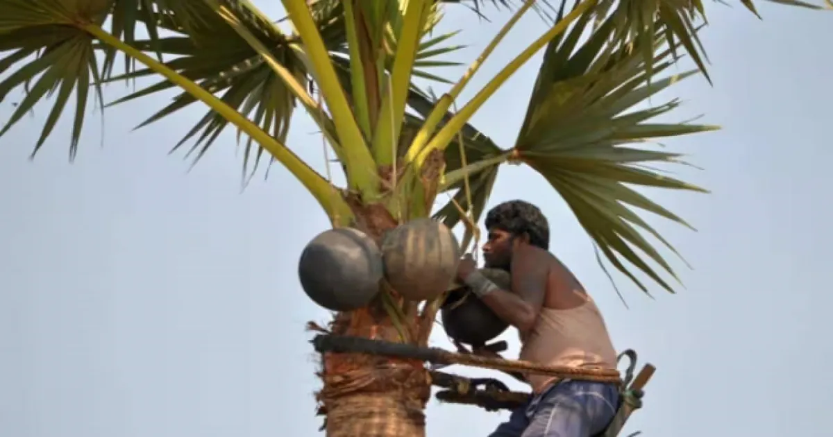 தமிழகத்தில் கள்ளுக்கான தடையை நீக்க முடியாது! ஐகோர்ட் கிளையில் தமிழ்நாடு அரசு திட்டவட்டம்!