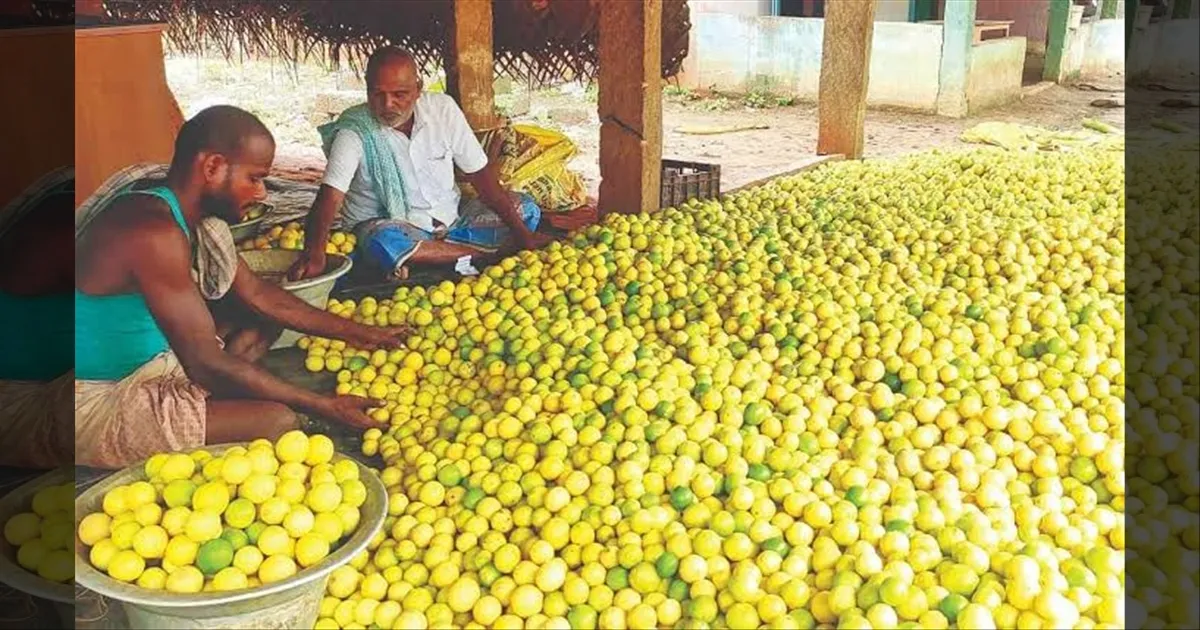 ஷாக் கொடுக்கும் எலுமிச்சை விலை! தமிழகத்தில் ரூ. 23,500!! தெலுங்கானாவில் ரூ.1,750!! ஏன் இவ்வளவு இடைவெளி?