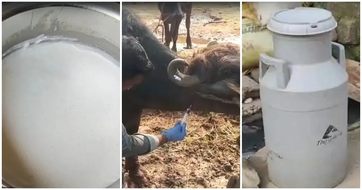 கலப்பட பால் குடித்த 4 பேர் பலி... உயிருக்கு போராடும் 14 பேர்... அடுத்தடுத்து வெளியாகும் பகீர் தகவல்...!