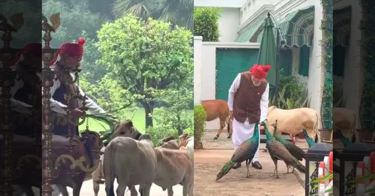 செங்கோட்டைக்கு கிளம்பிய மோடி... வழிமறித்த “நண்பர்கள்”! மாடுகள், மயில்களுடன் பிரதமர் பகிர்ந்த வீடியோ!