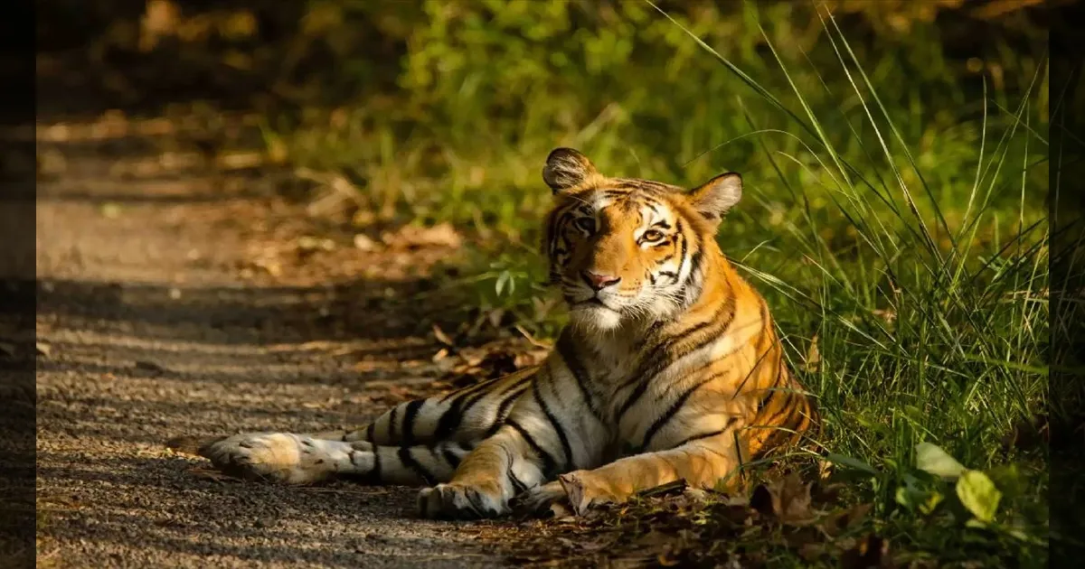 2026 புலிகள் கணக்கெடுப்பு: : ஜனவரி 5 முதல் தமிழகத்தின் 5 காப்பகங்களில் ஆய்வு!