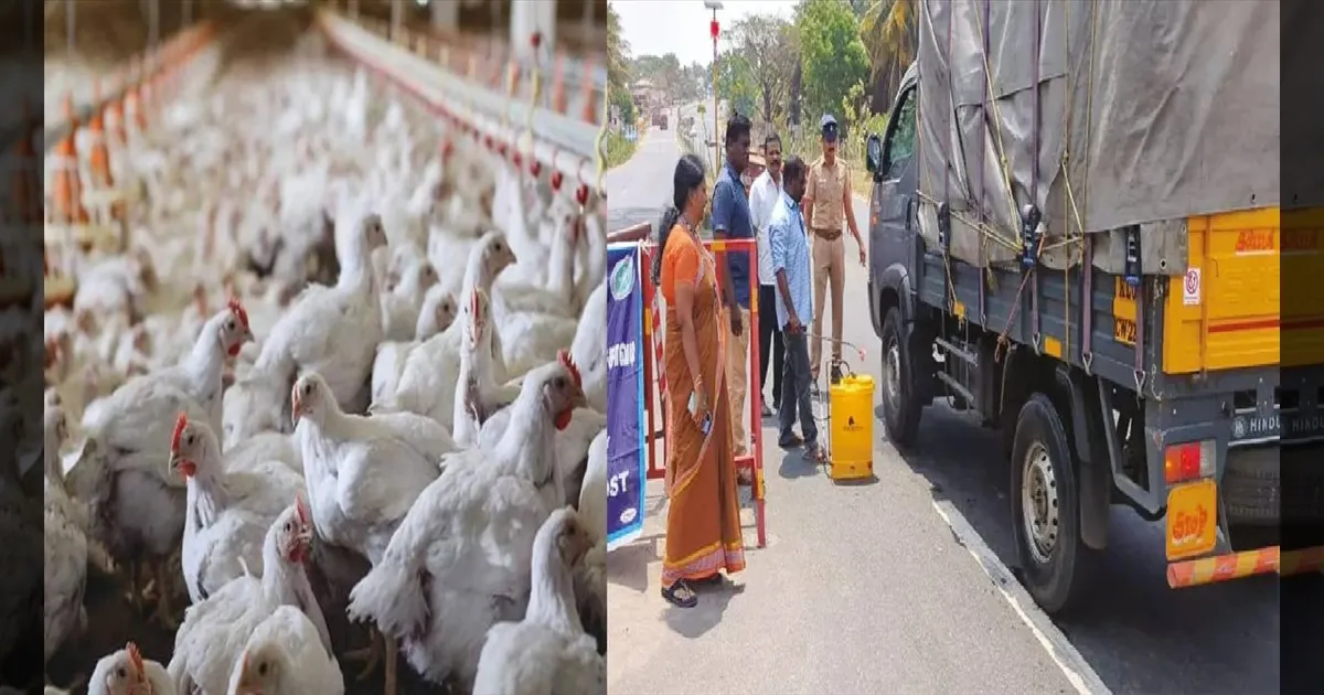 கேரளா டூ தமிழ்நாடு நோ என்ட்ரி! பறவை காய்ச்சலால் எல்லையில் கெடுபிடி! பொது சுகாதாரத்துறை அதிரடி!