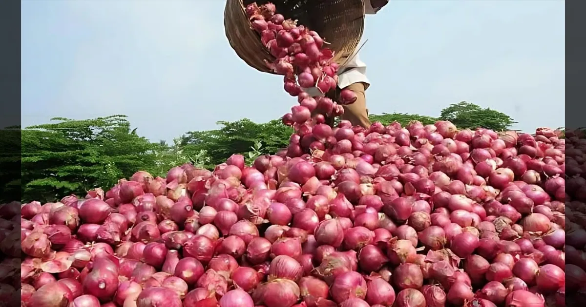 சென்னைக்கு வருகிறது 840 டன் வெங்காயம்! கிலோ ரூ.35க்கு விற்க மத்திய அரசு அதிரடி!  விலை உயர்வுக்கு செக்!