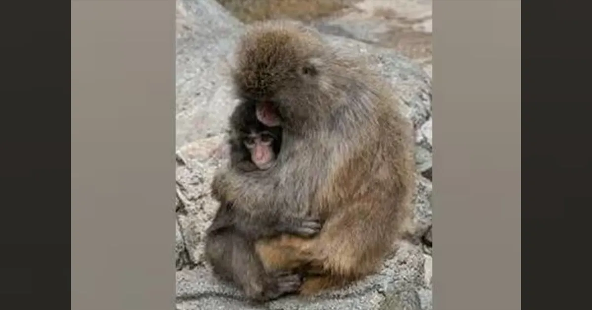 தாயன்புக்கு ஏஞ்கிய பஞ்ச்! குரங்கு குட்டியின் சோக வாழ்க்கை!  இணைய வாசிகளின் ஏக்கத்தை தீர்த்து வைத்த வீடியோ!