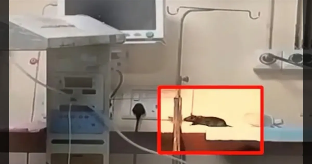 பச்சிளம் குழந்தைகளை கடித்து குதறிய எலிகள்!! உயிருக்கு போராடிய 2வது குழந்தையும் பலி!!