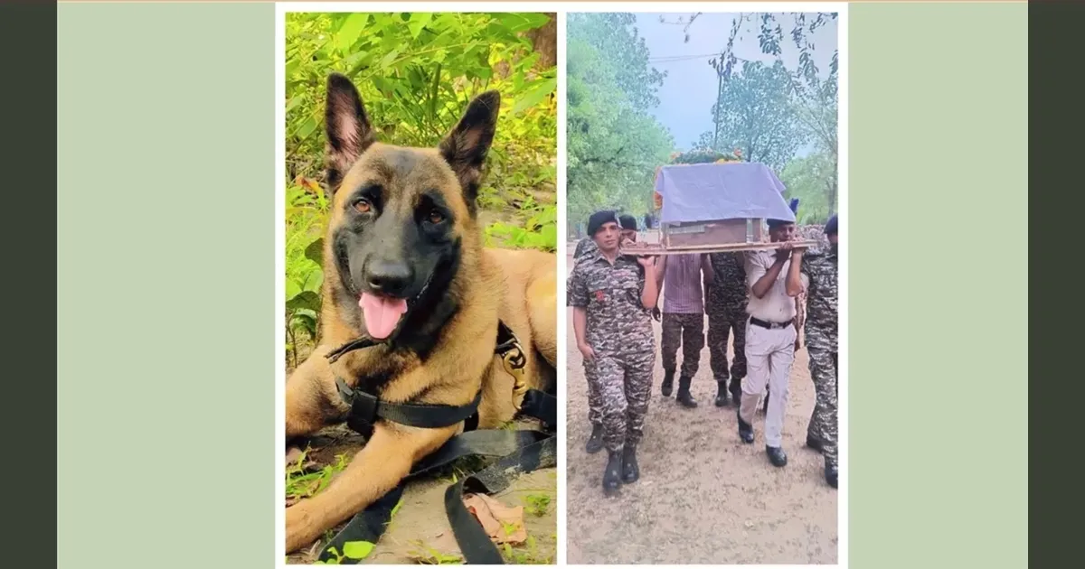 K9 ROLO..! நாலு கால் சாகச வீராங்கனைக்கு CRPF மரியாதை.. துணிச்சல்காரிக்கு கிடைத்த உயரிய கவுரவம்..!