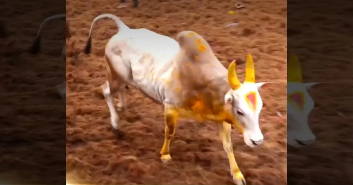 களைகட்டிய அலங்காநல்லூர் ஜல்லிக்கட்டு... துள்ளி குதித்த EX. அமைச்சரின் மாடு..!