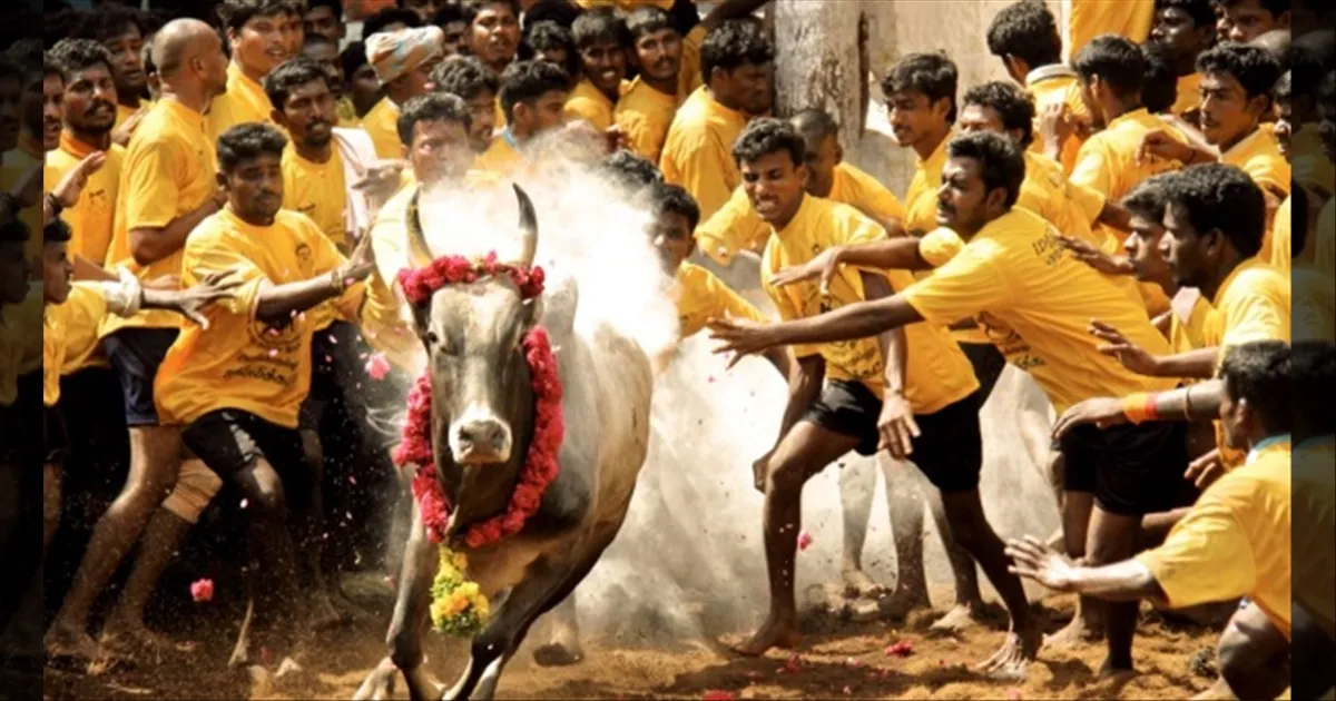 பொங்கல் விழா... சீறும் காளை... மதுரை ஜல்லிக்கட்டு போட்டி தேதி அட்டவணை வெளியீடு...! 