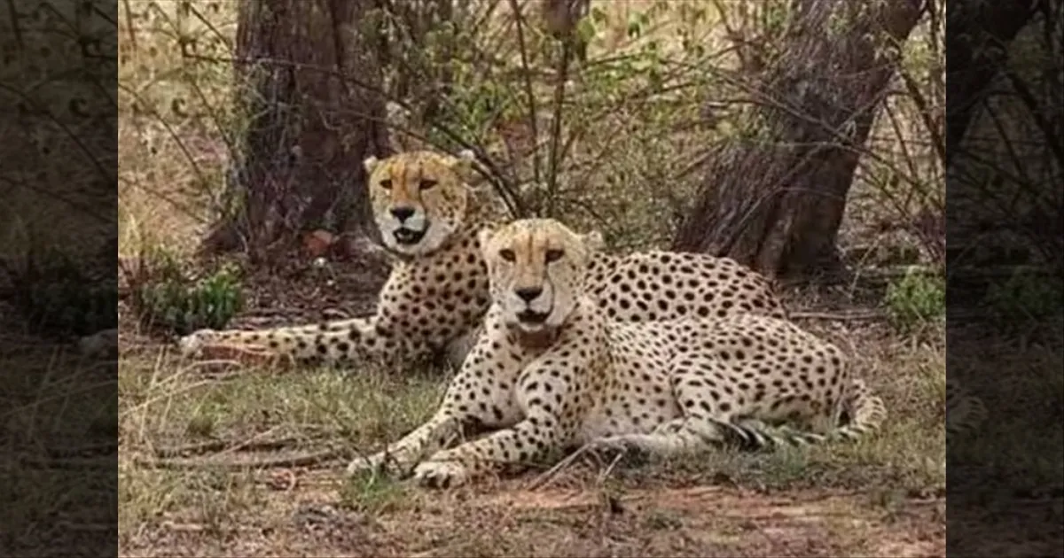 போட்ஸ்வானாவுக்கு முர்மு செய்து கொடுத்த ப்ராமிஸ்!! இந்தியா வரும் 8 சிவிங்க புலிகள்! 