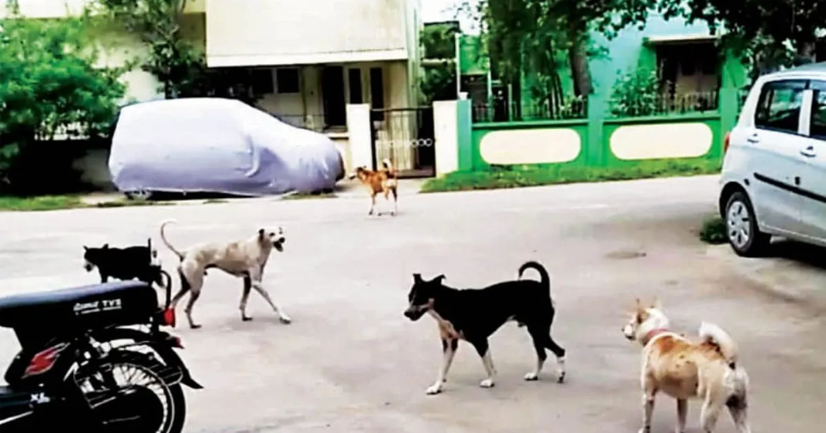 மக்களை விரட்டி, விரட்டி கடிக்கும் நெருநாய்கள்... அதிரடி ஆக்‌ஷனில் இறங்கிய மாநகராட்சி...!