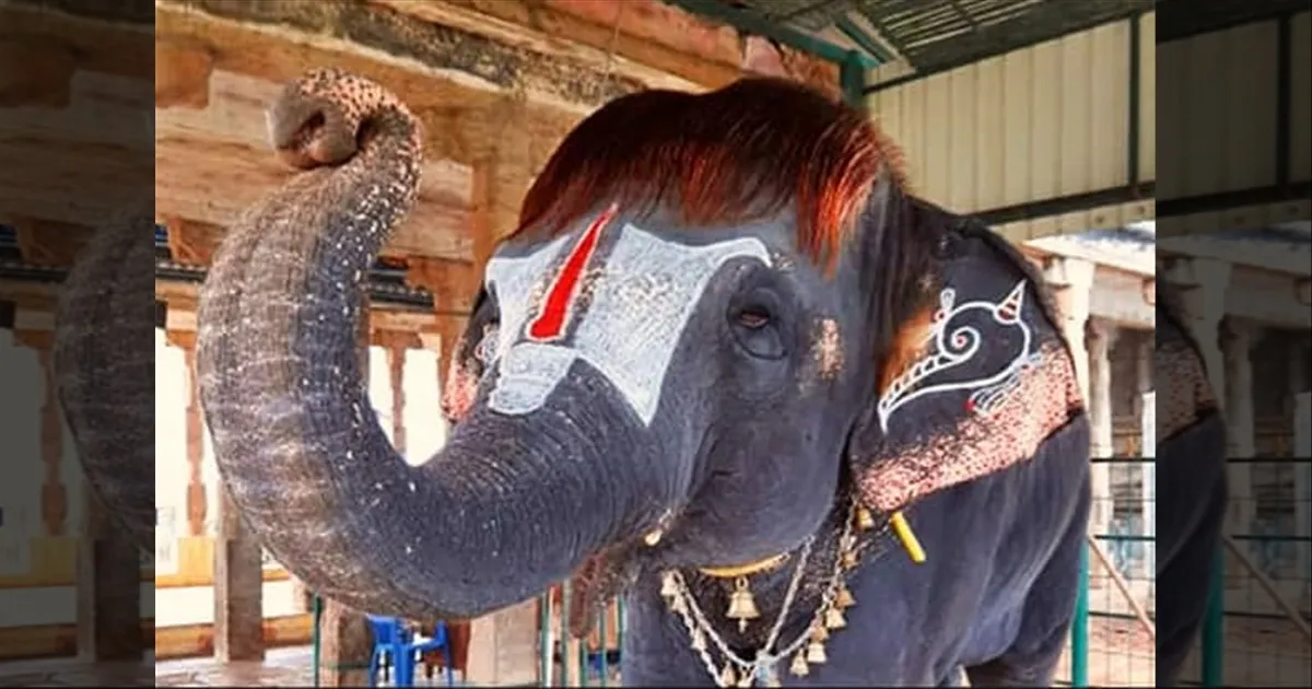கோவில் திருவிழாக்களில் யானைகள்..! வழிகாட்டு நெறிமுறைகள் எங்கே.? ஹை கோர்ட் உத்தரவு...!!