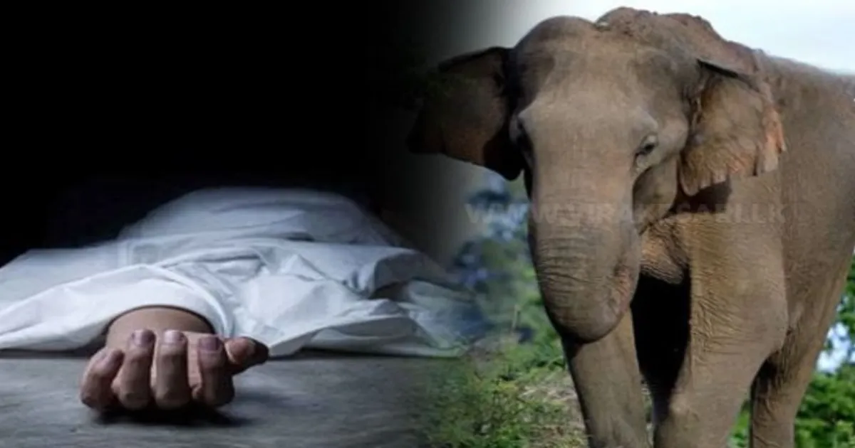 #BREAKING குழந்தையை மிதித்தே கொன்ற யானைகள்... வீட்டிற்குள் தூங்கி கொண்டிருந்தவர்கள் மீது கொடூர தாக்குதல்.. பாட்டி, பேத்தி பரிதாபமாக பலி...!