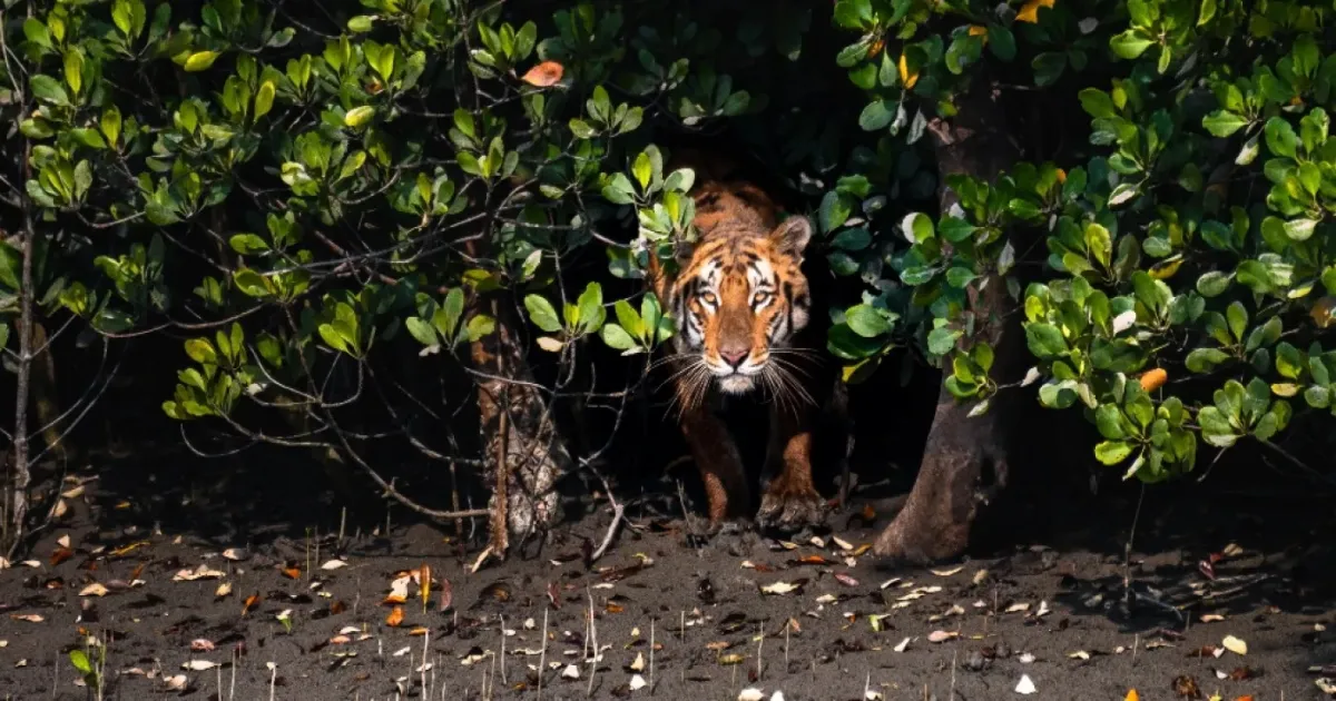 சகோதரி கண்முன்னே அண்ணனுக்கு நேர்ந்த கோரம்... கதற, கதற உயிருடன் இழுத்துச் சென்ற புலி...! 