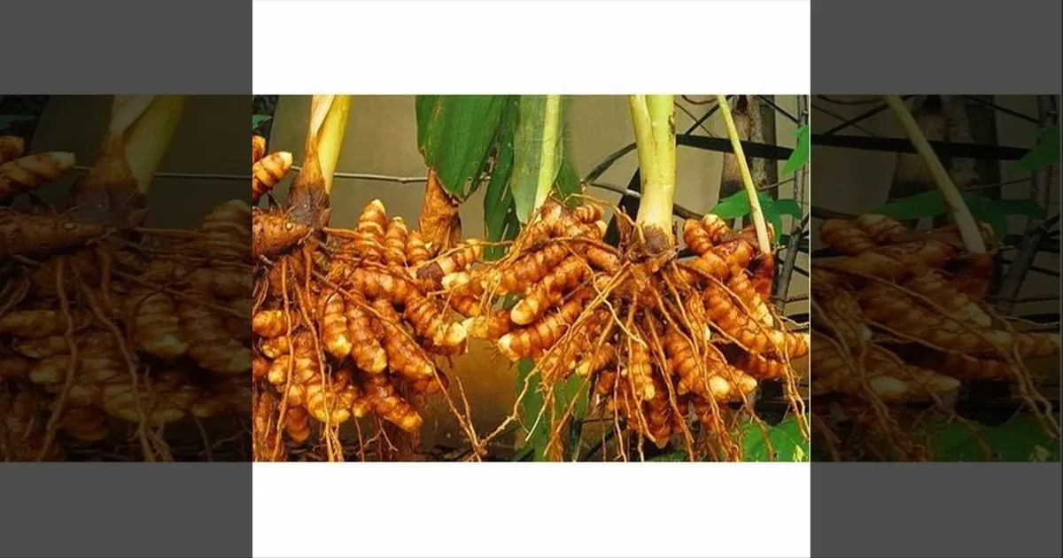 dont-throw-away-the-yellow-potato-you-bought