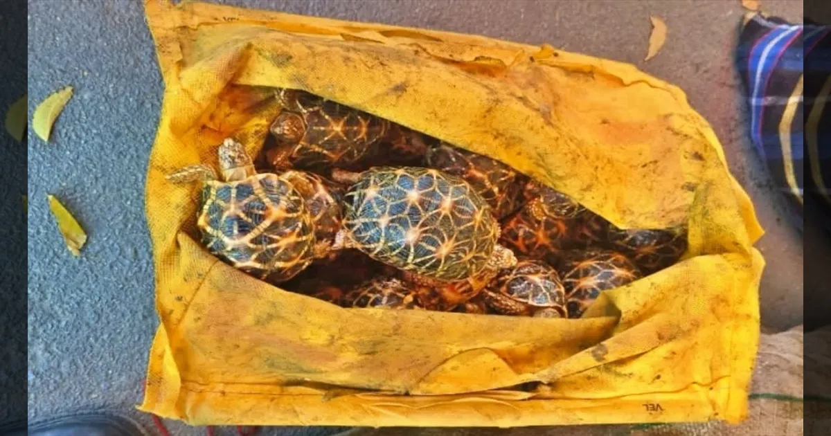 police caught Star tortoises kidnapped in auto